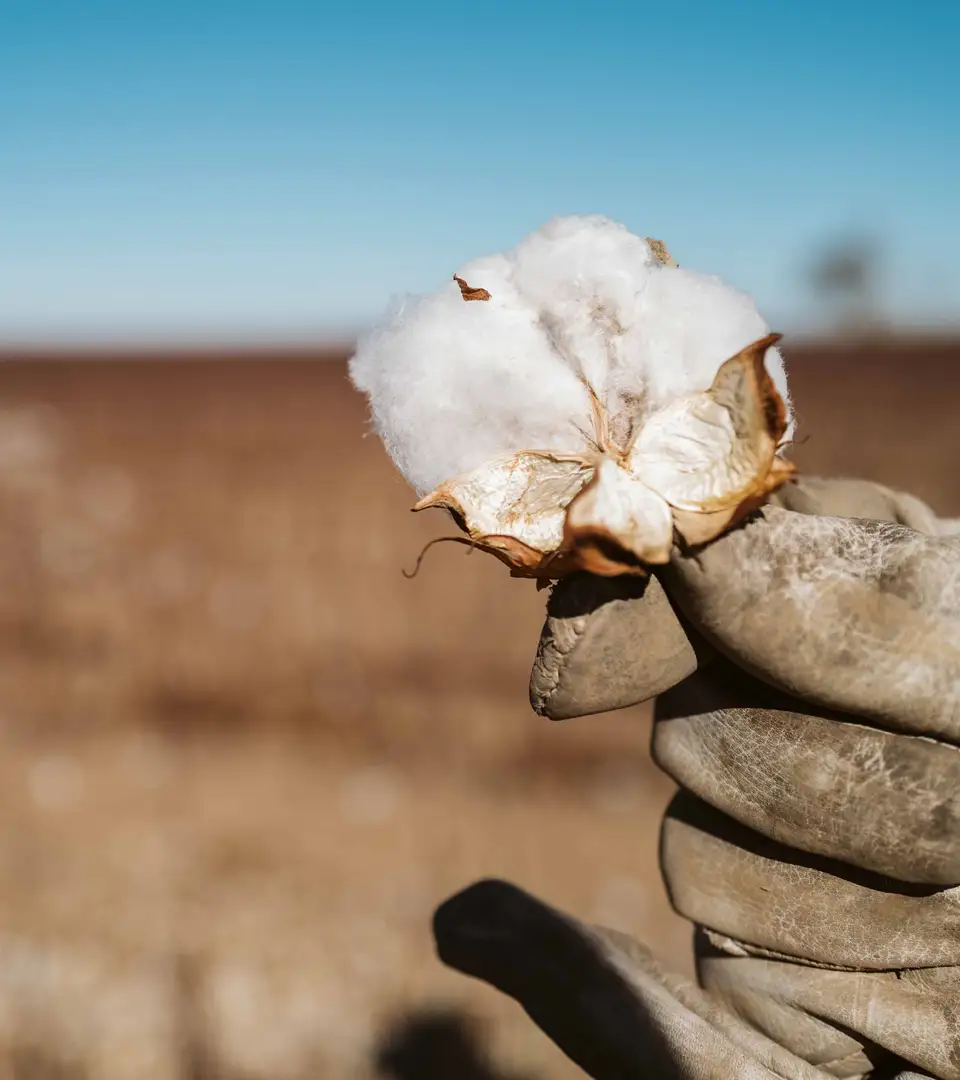 Our New Regenerative Agriculture Programme for Cotton