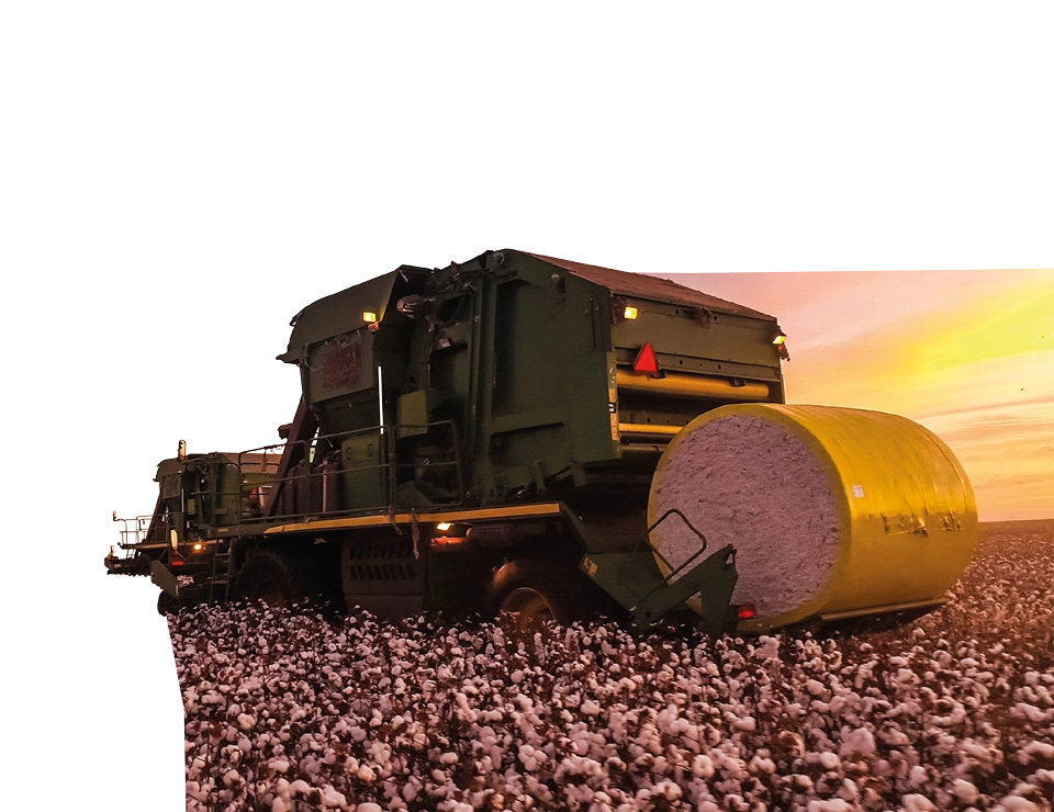 Cotton harvest at sunset