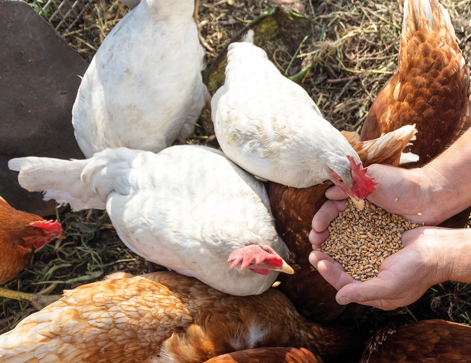 Chickens feeding