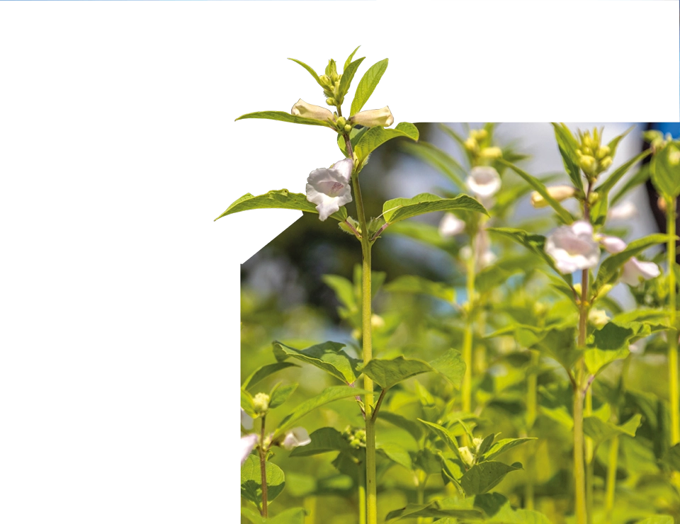 Sesame growing in a field