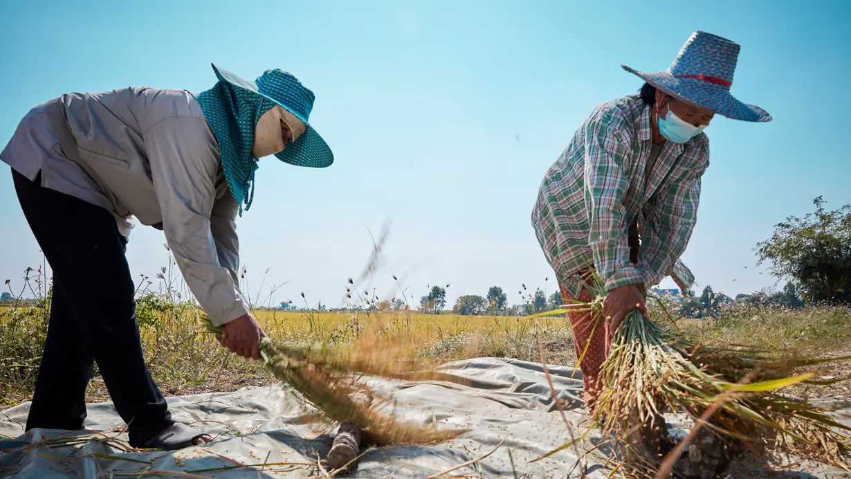 Climate-smart rice farming in Asia & Africa