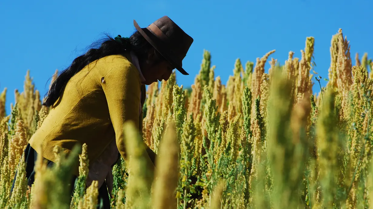 Organic Farming in Peru