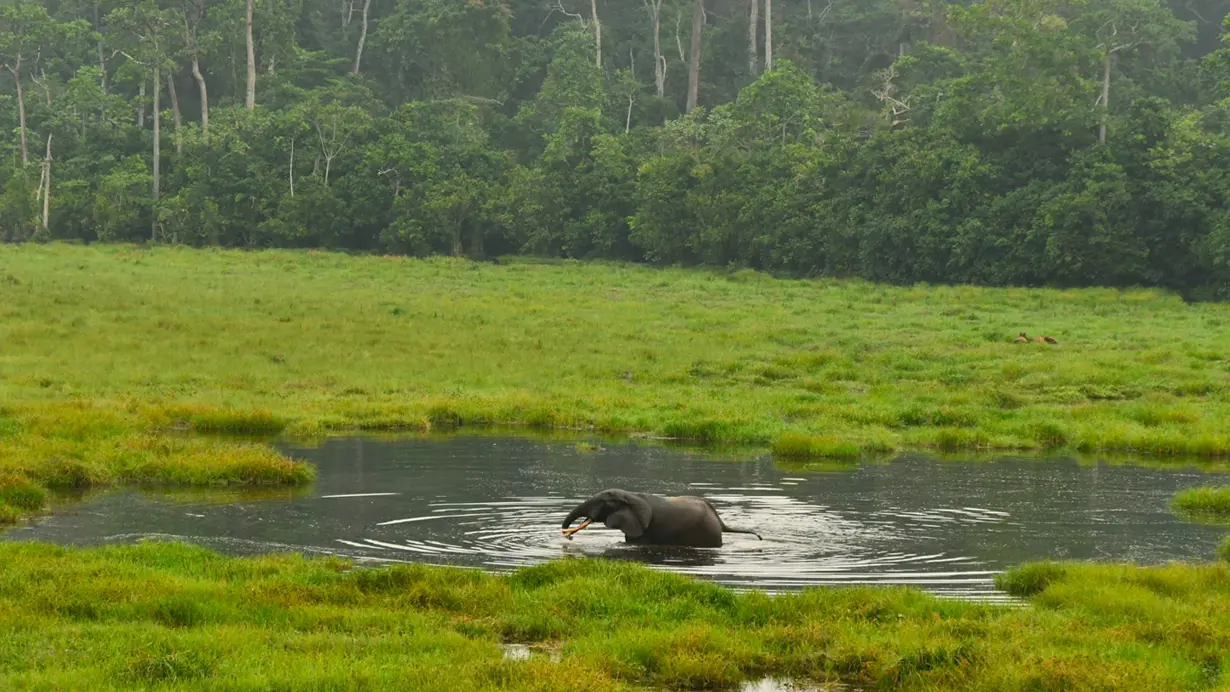 Pioneering Responsible Forestry in the Congo Basin