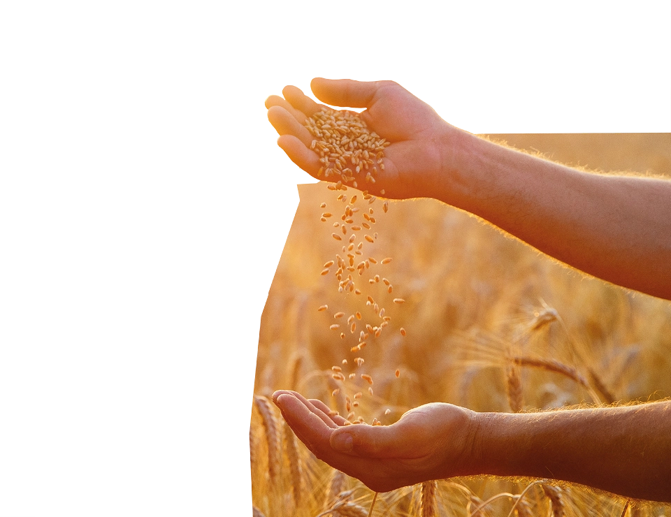 Grain in hand