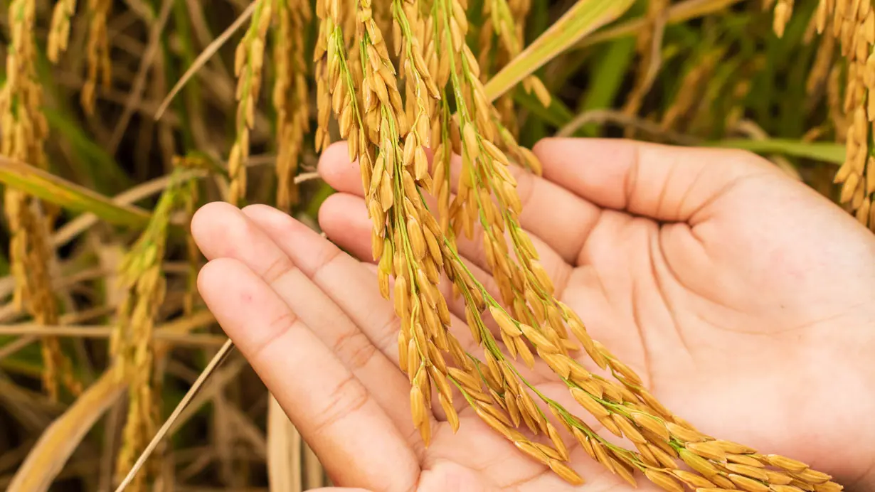 Making Every Grain of Rice Count