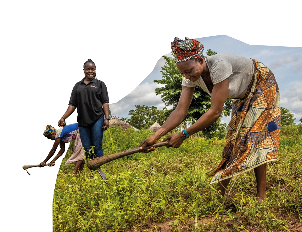 Sesame farmers harvesting in Nigeria