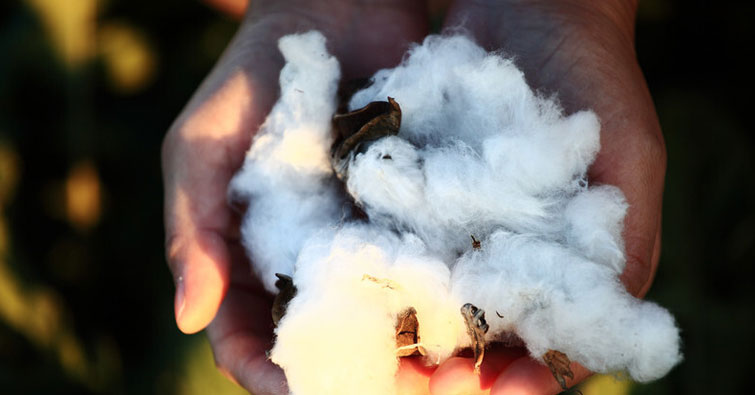 Queensland Cotton